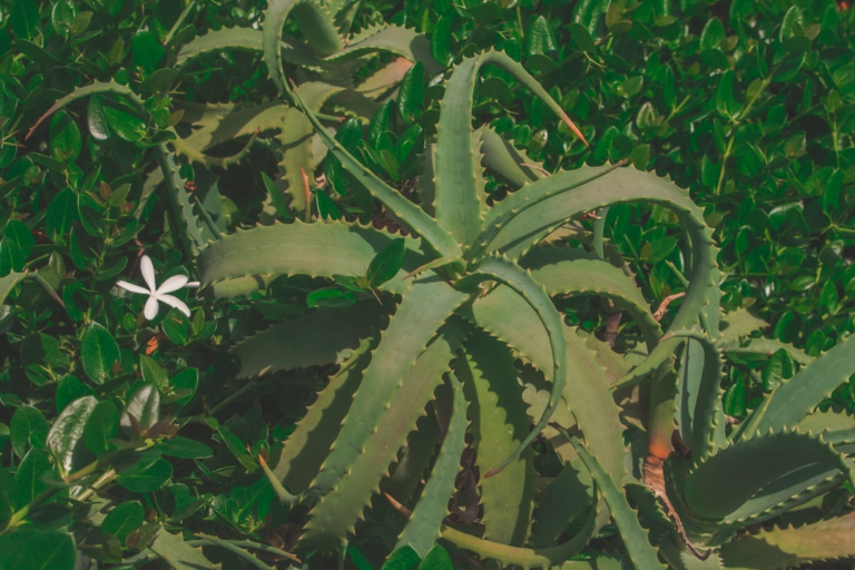 green and white plant during daytime — Foto por Diane Picchiottino na Unsplash