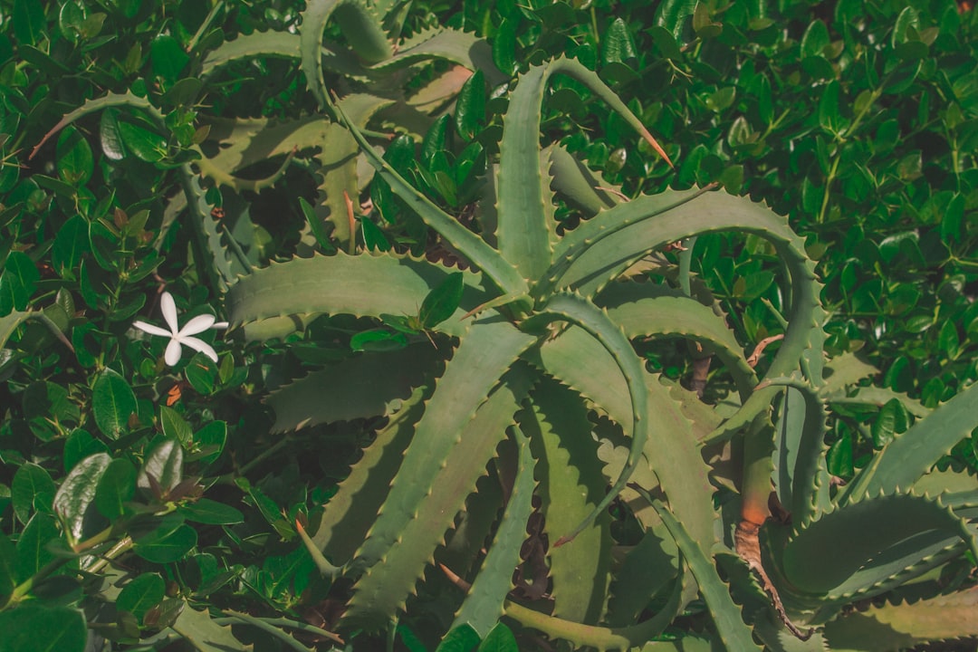 green and white plant during daytime — Foto por Diane Picchiottino na Unsplash