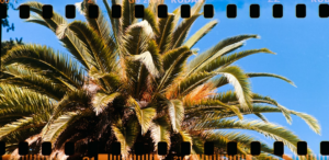 A palm tree against a blue sky. — Foto por Shekai na Unsplash