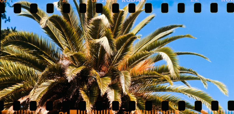 A palm tree against a blue sky. — Foto por Shekai na Unsplash