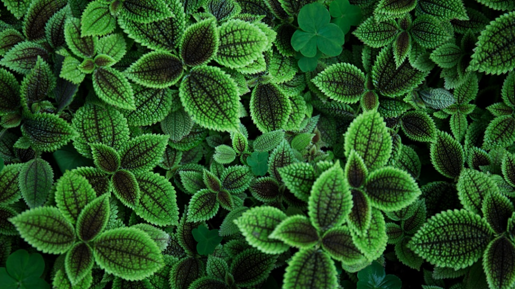 Identifique Plantas com Nosso App