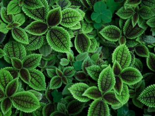 Identifique Plantas com Nosso App