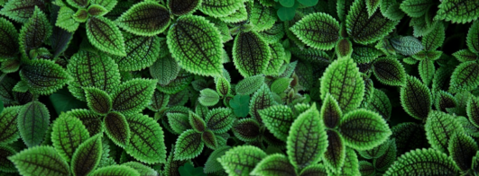 Identifique Plantas com Nosso App
