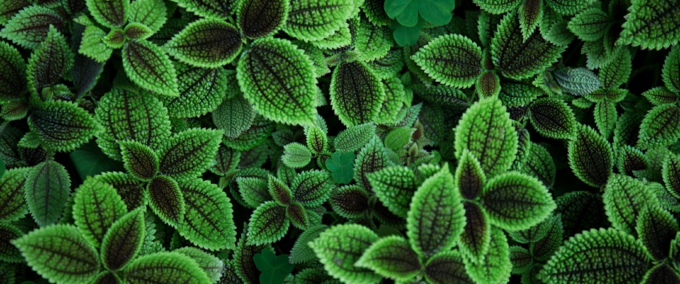 Identifique Plantas com Nosso App