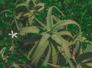 Descubra Qual Planta É Esta Agora