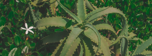 Descubra Qual Planta É Esta Agora