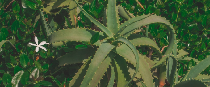 Descubra Qual Planta É Esta Agora